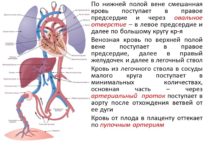 По нижней полой вене смешанная кровь поступает в правое предсердие и через овальное отверстие